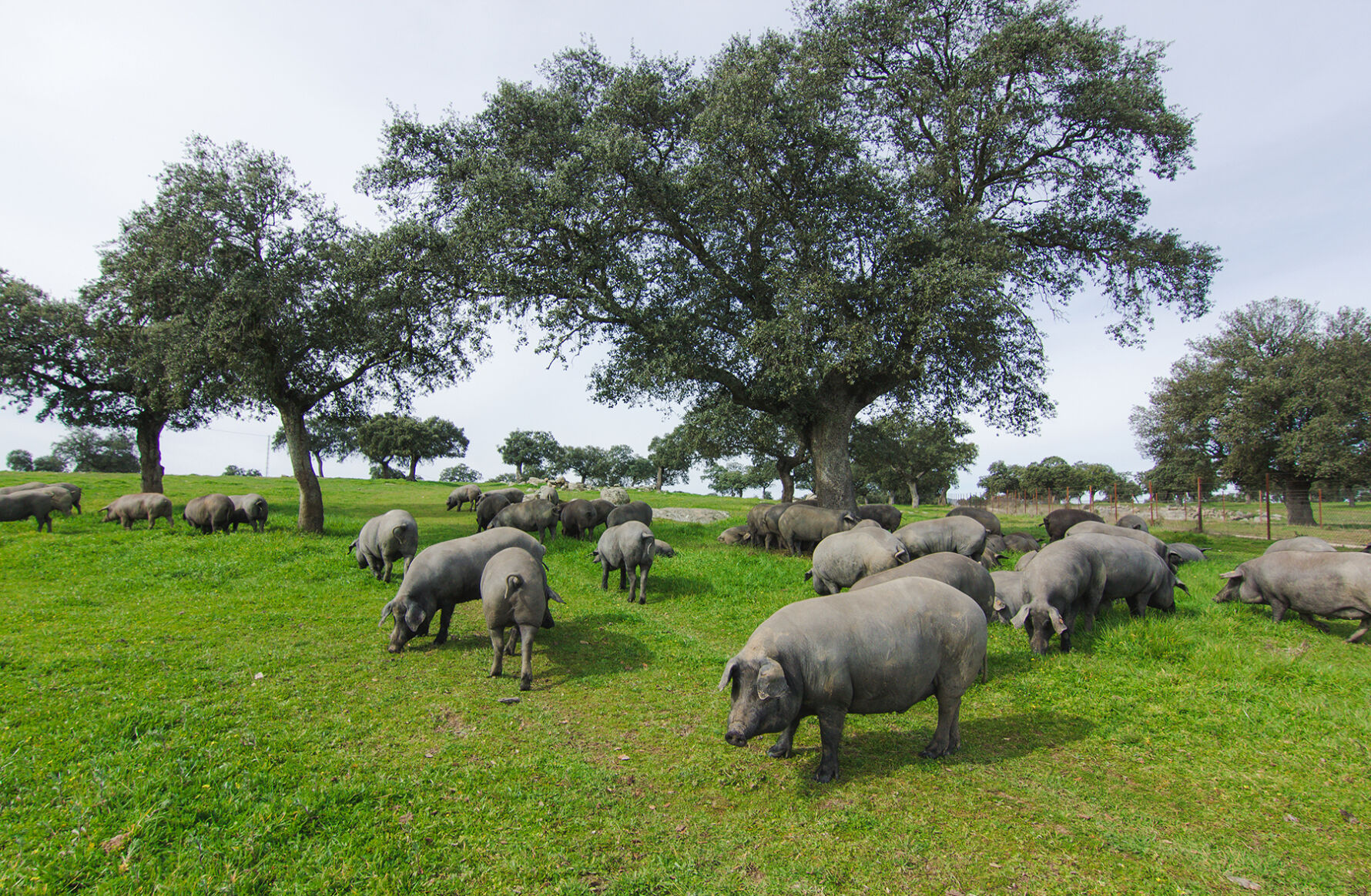 Iberian pigs